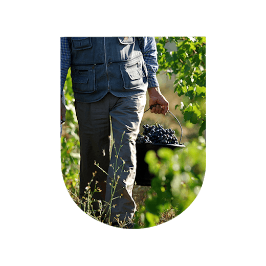 Harvesting red wine